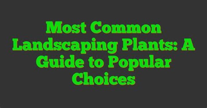 A Guide To Popular Choices