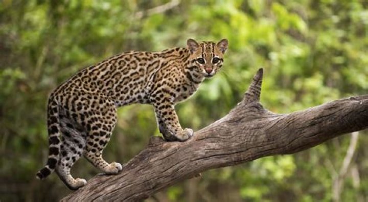 A Guide To Their Lives And Legacy