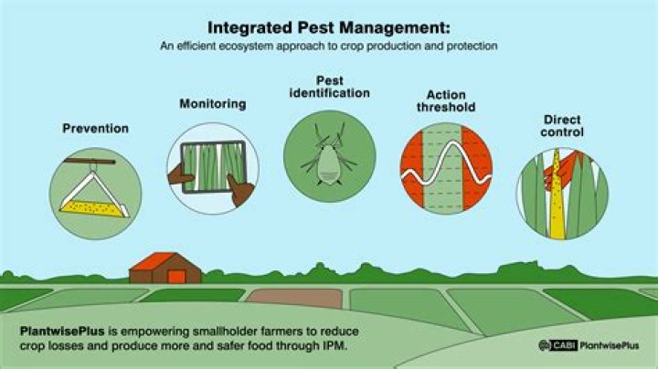 Advanced Pest Elimination: Eradicating Pests With Precision