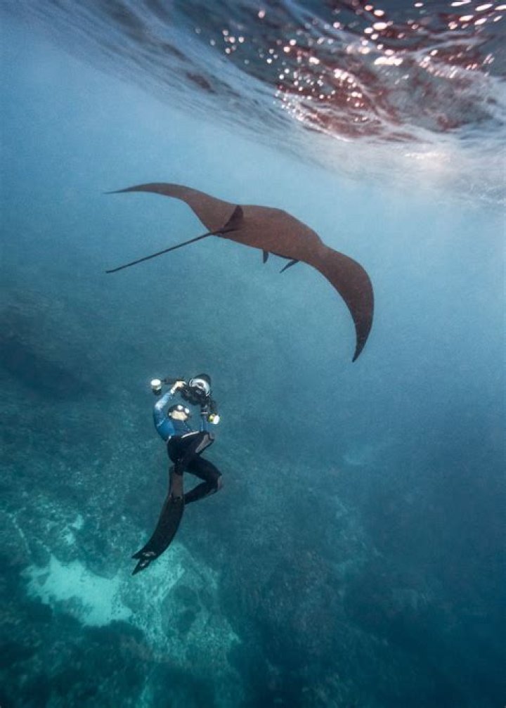 Amazing Underwater Photos Of Teddy Bears Taking Their Wives For A Swim