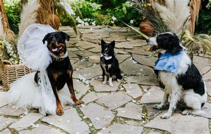 Celebrate Love: Jesse Metcalfe And Fiance Tie The Knot