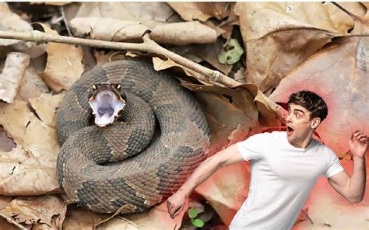 Fearless Man Plays with Giant King Cobra; Faces Snake as It 'Chases' Him; Viral Video Scares Netizens
