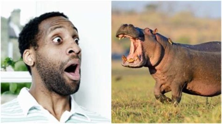 Miraculous Escape as 2-Year-Old Boy Survives after Being Swallowed by Hippopotamus