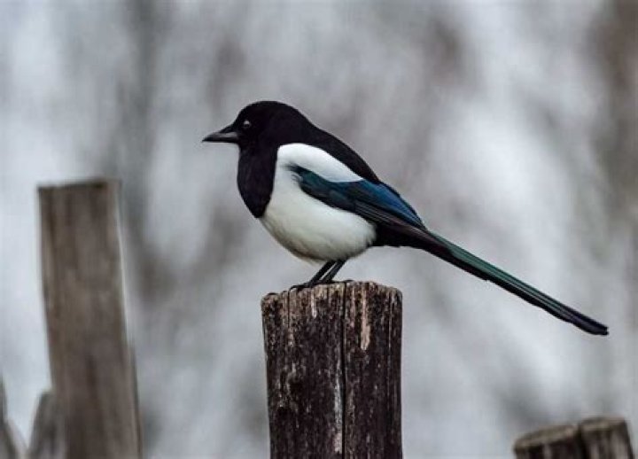 Smartest bird: top 10 most intelligent species in the world