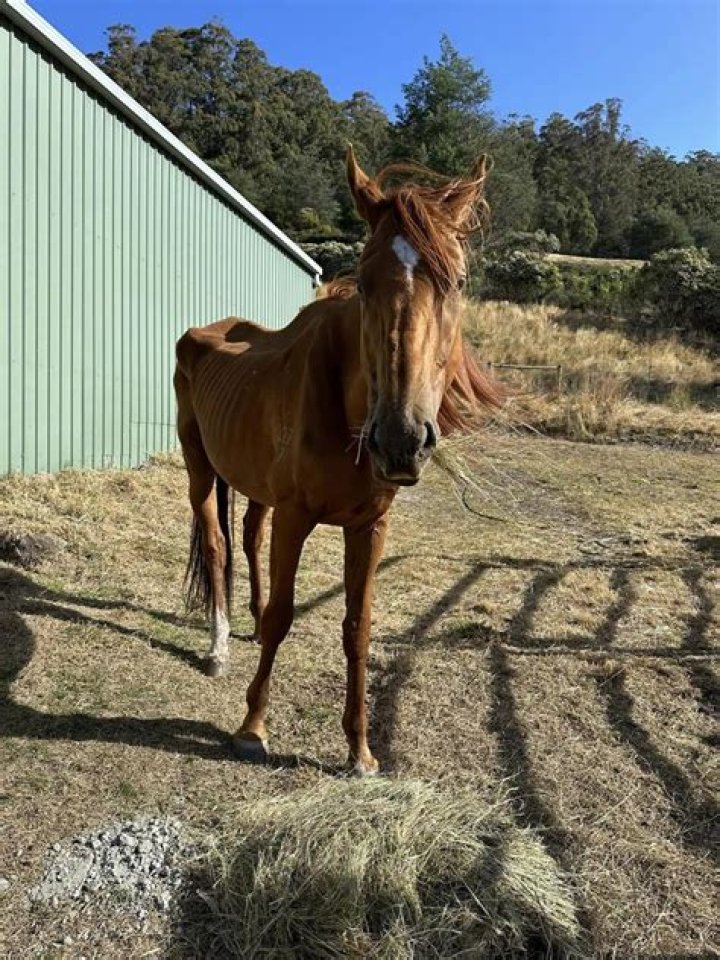 Sue Yount Farm Accident: Holding Negligence Accountable