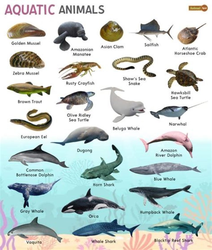 The Complete Guide To Animals That Live In The Water