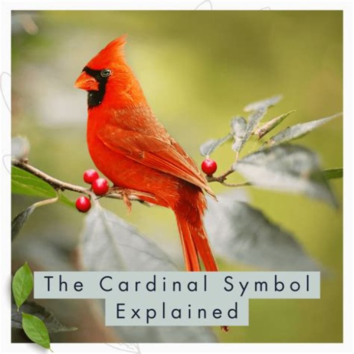 The Enduring Symbolism Of The Cardinal: A Guiding Light