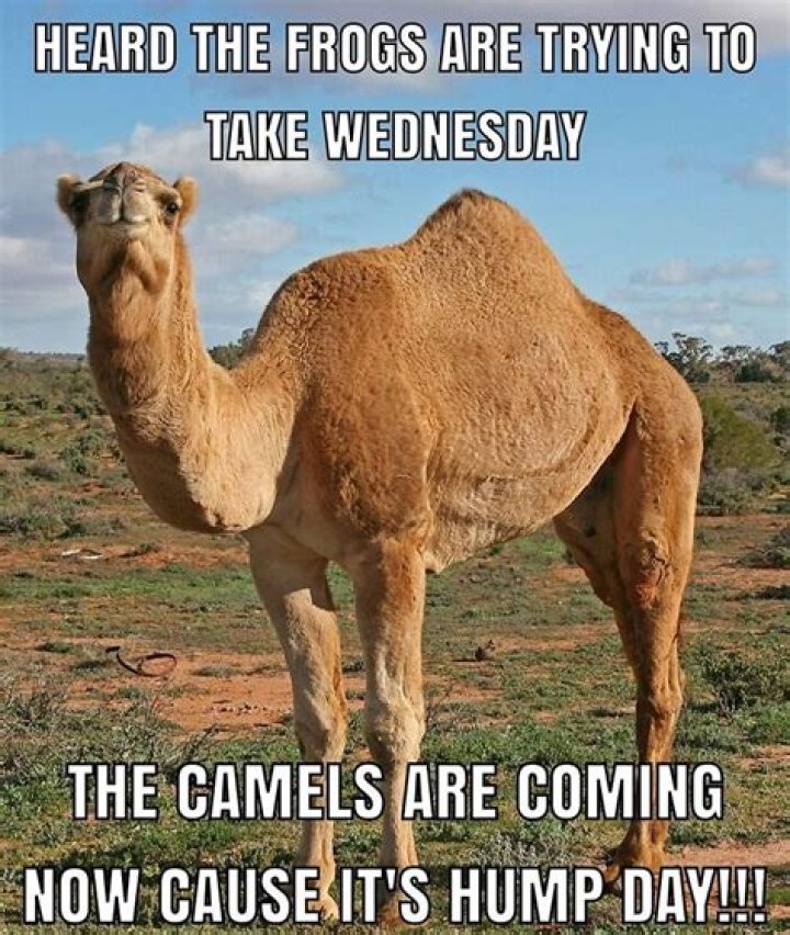 The Funniest Hump Day Memes For Your Wednesday Blues