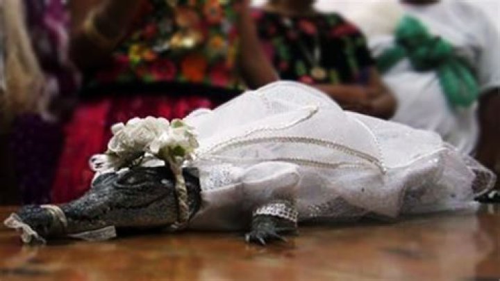 UNBELIEVABLE: Man Marries Crocodile In Traditional Ceremony